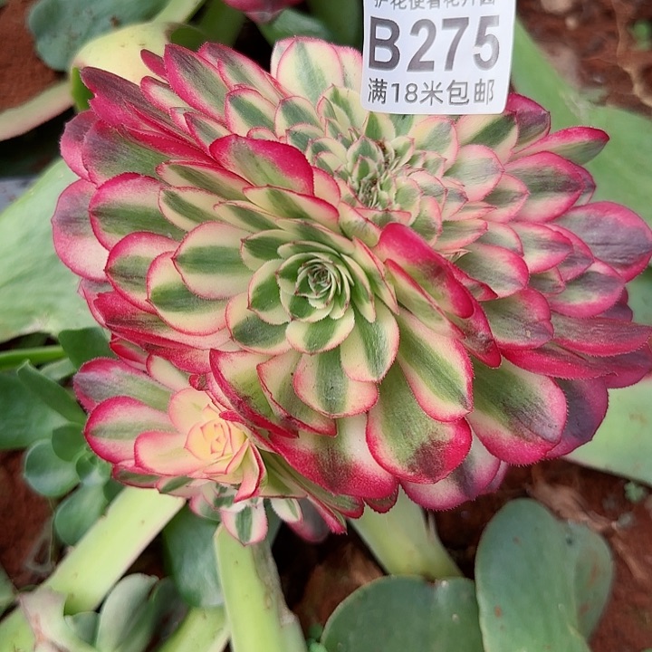 多肉法师荔枝朵缀