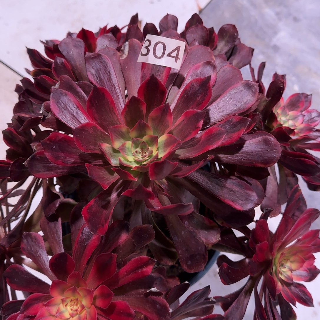 多肉植物法师304烟花