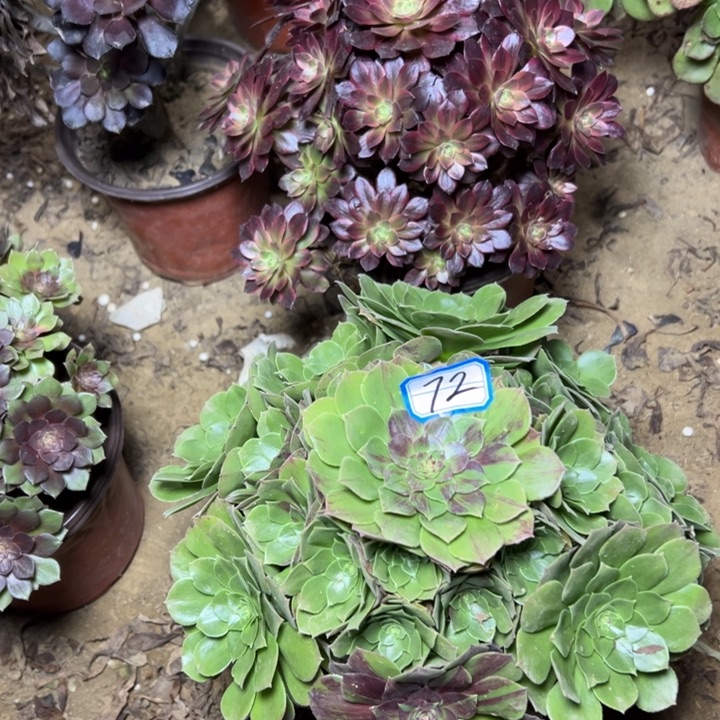 多肉植物断枝不包72