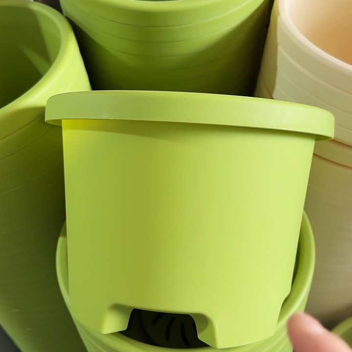 球根盆3号果绿无托6个