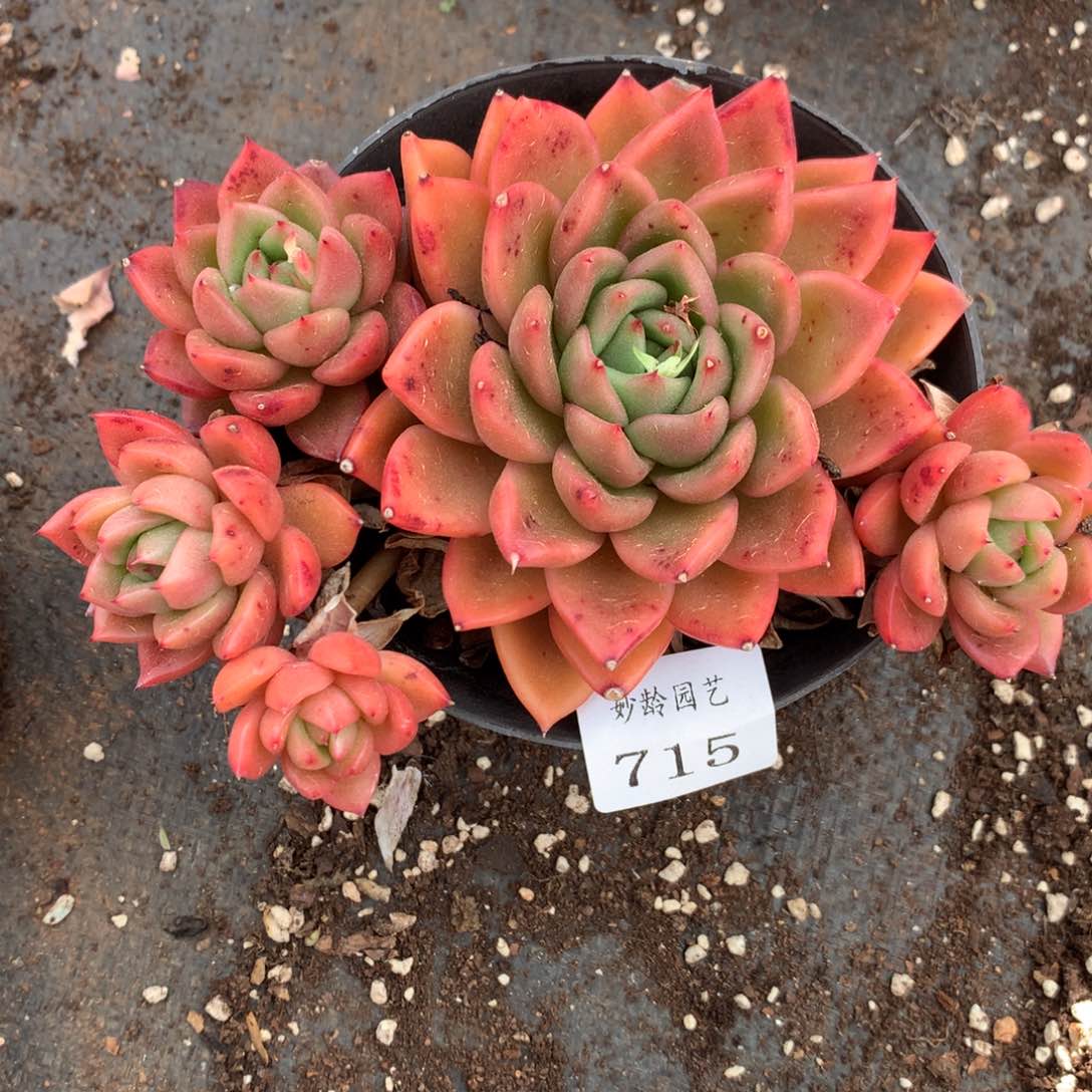 715杂交精品基地15厘米