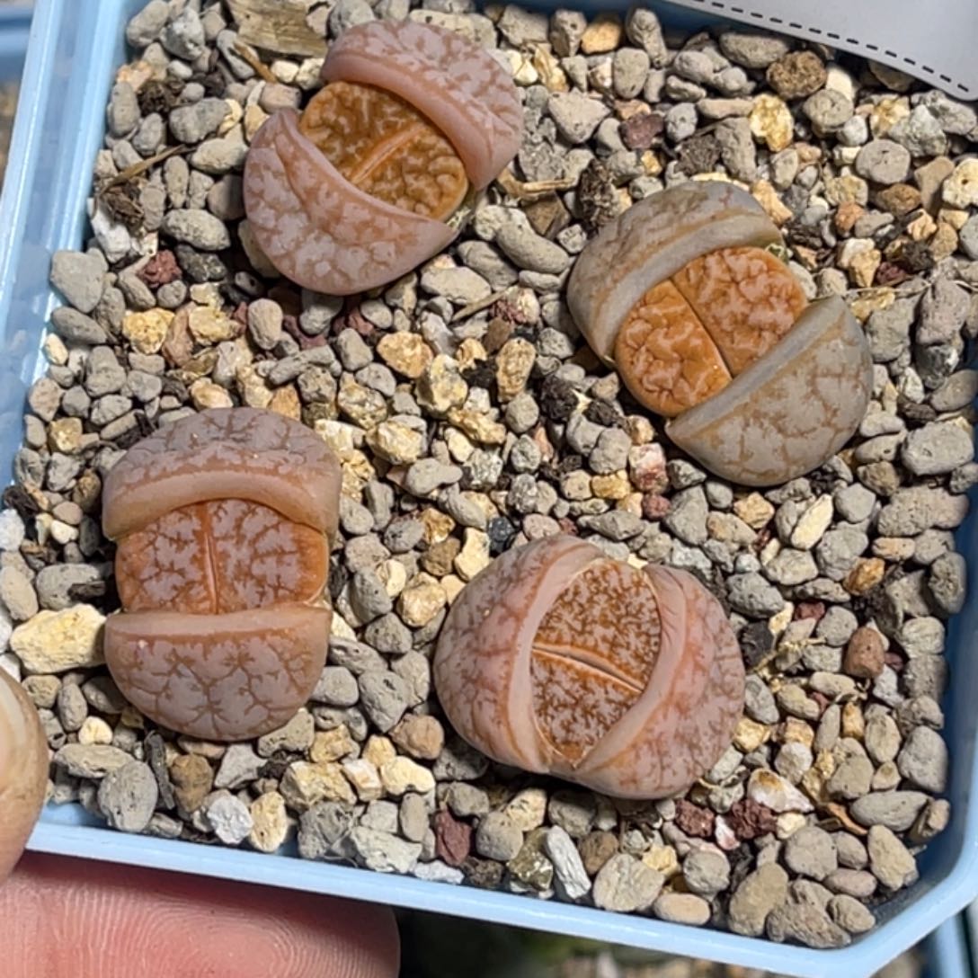 柠***小6803拿铁4颗专拍。