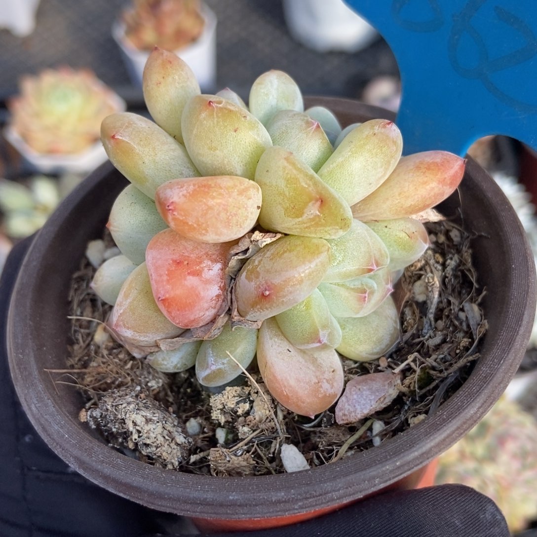 862星影duopoly is the多肉