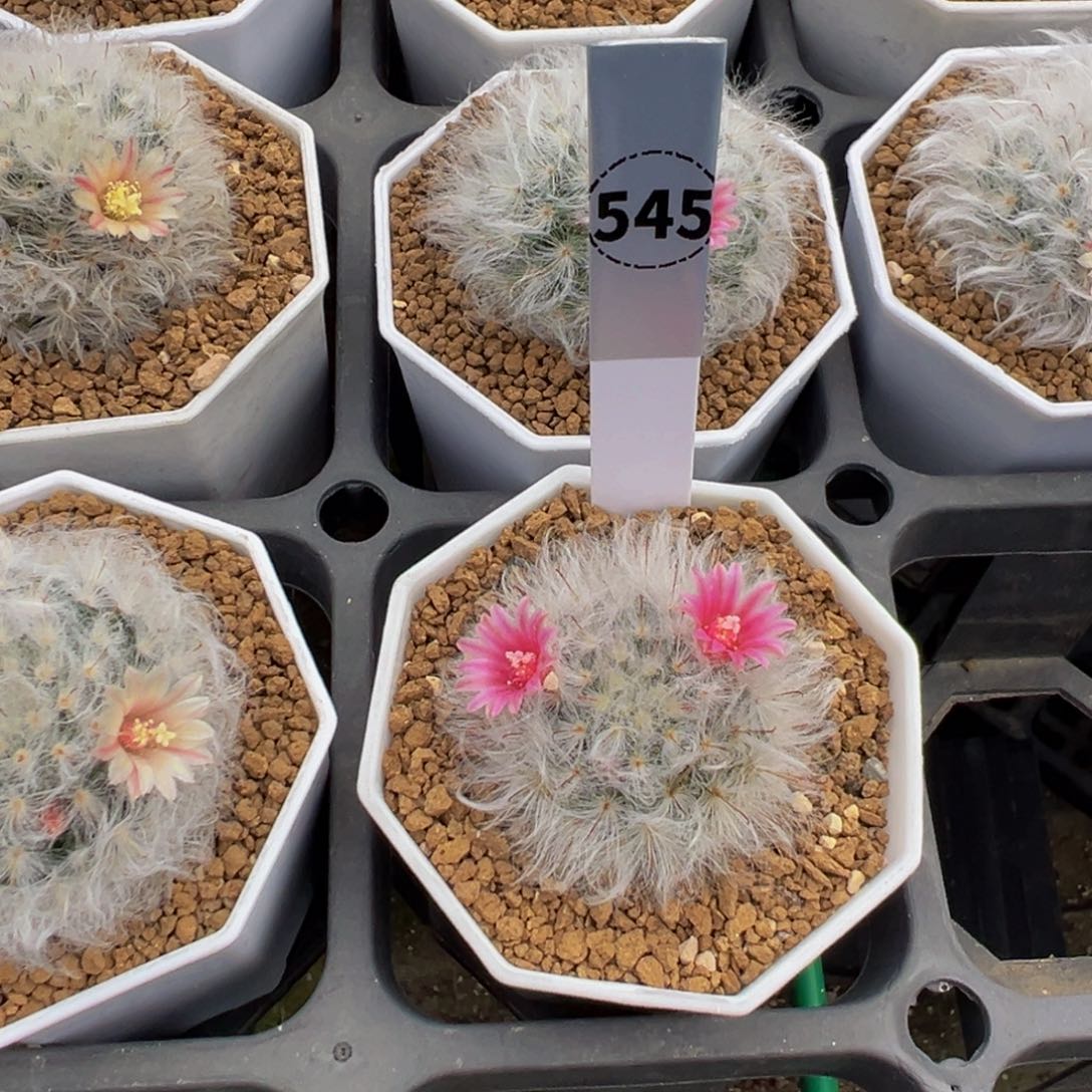 昭****545白云高砂多肉植物带盆土