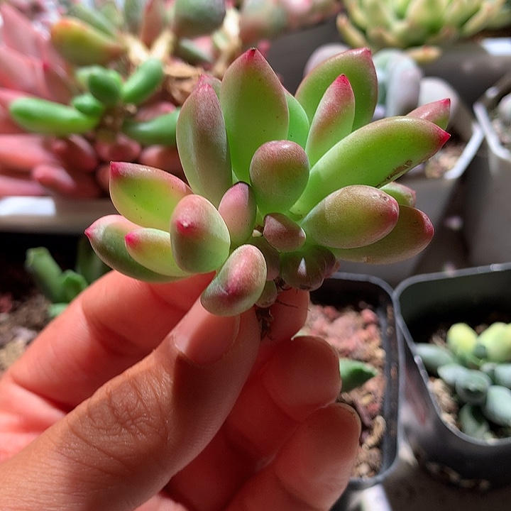 青星美人锦双头有根