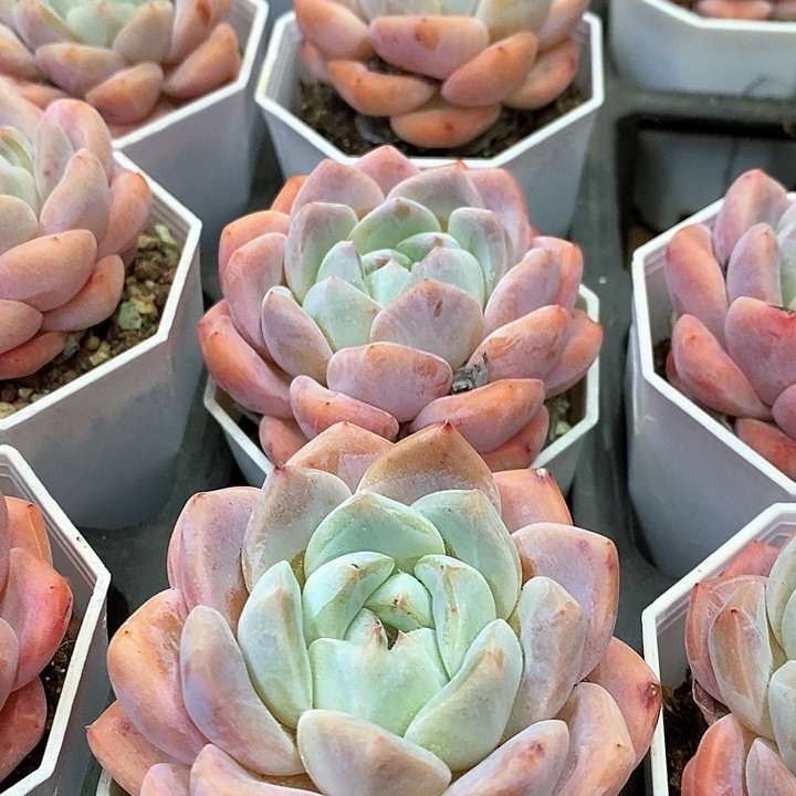 123。海棠红，单头。