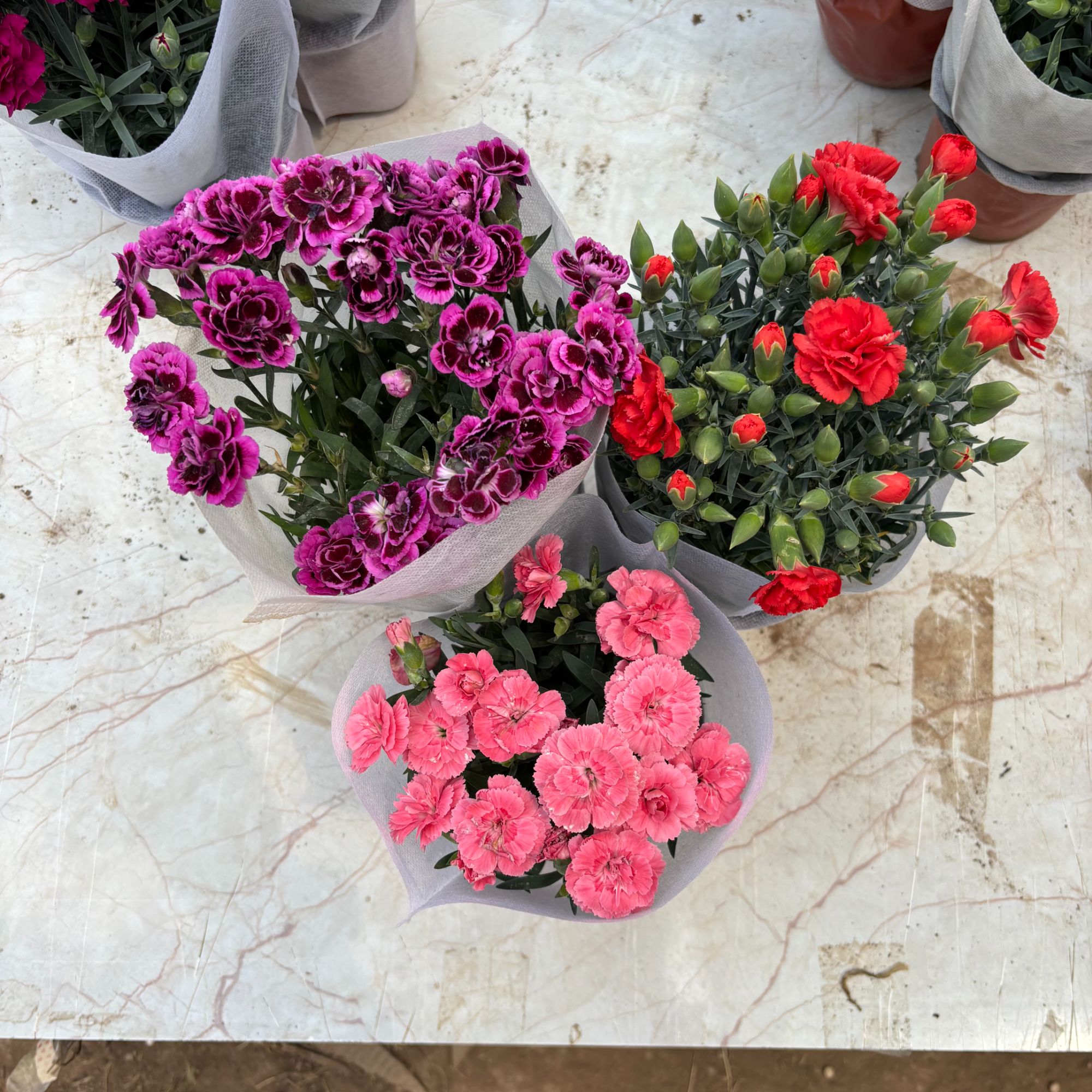 【2#母亲节专属福利】大花康乃馨浓香盆栽室内外阳台耐高温耐冻绿植