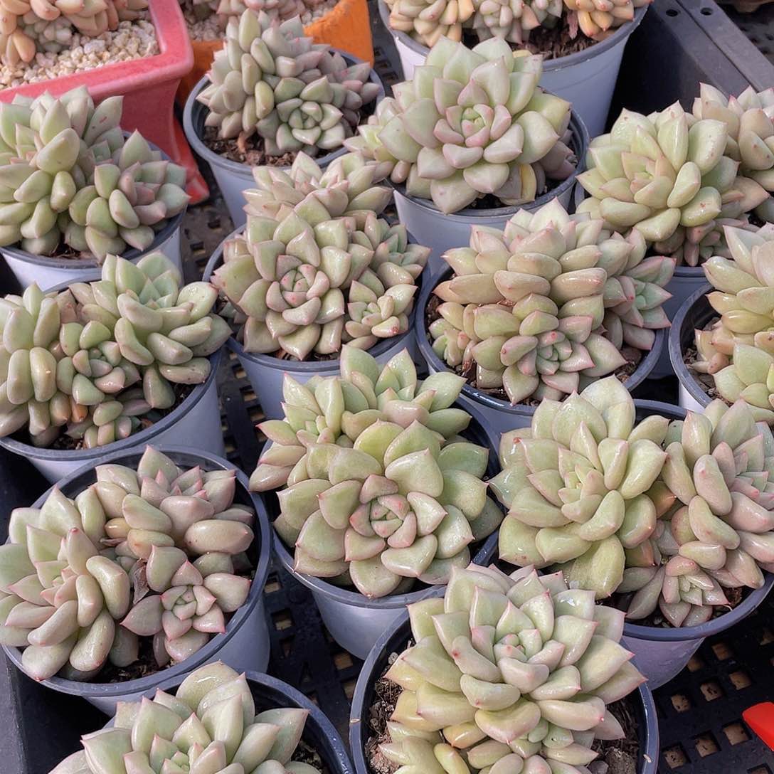 量拍41号 黄金象牙大群生一个