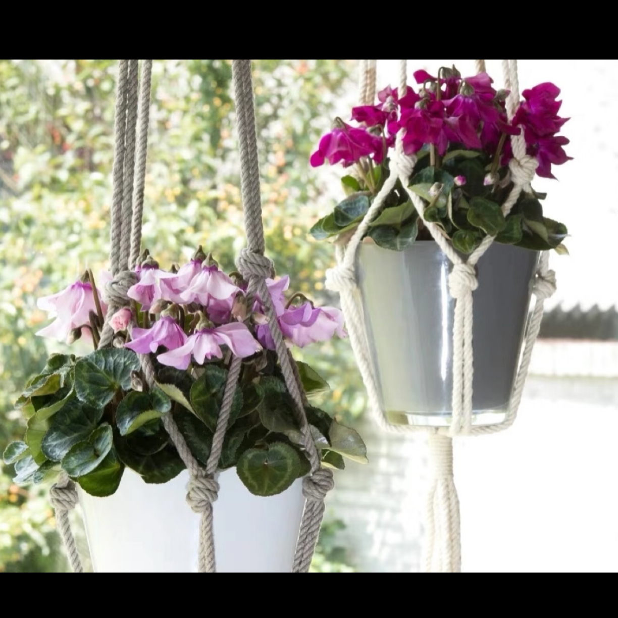 紫色系【铃铛·仙客来】种球多年生四季开花香味绿植盆栽