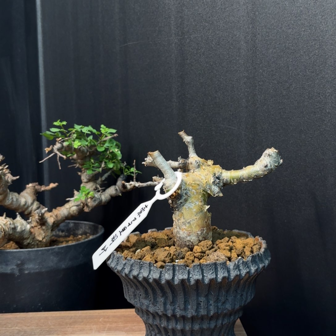 索马里羽叶没药。