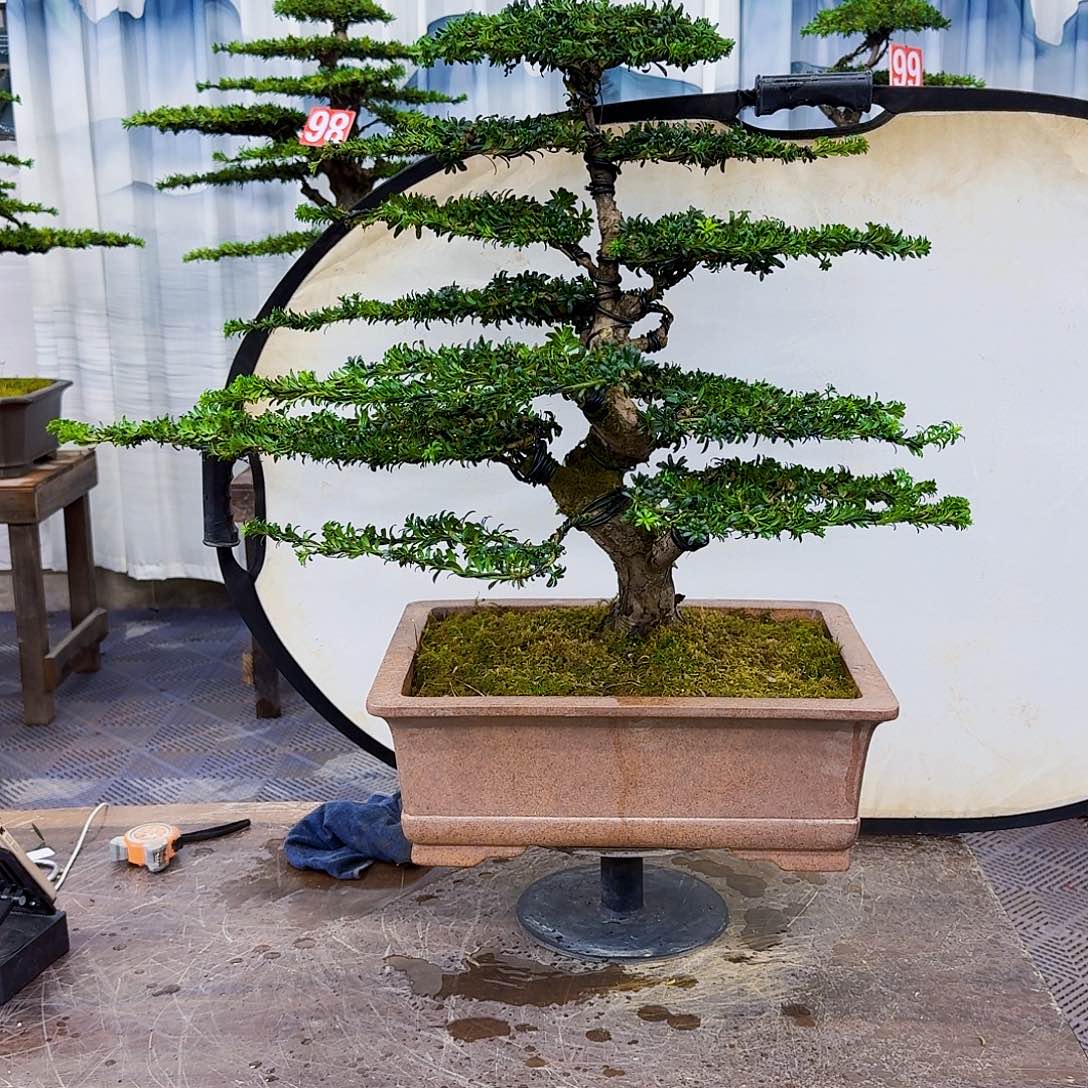 愿***离无花朵罗汉松一物一拍888888