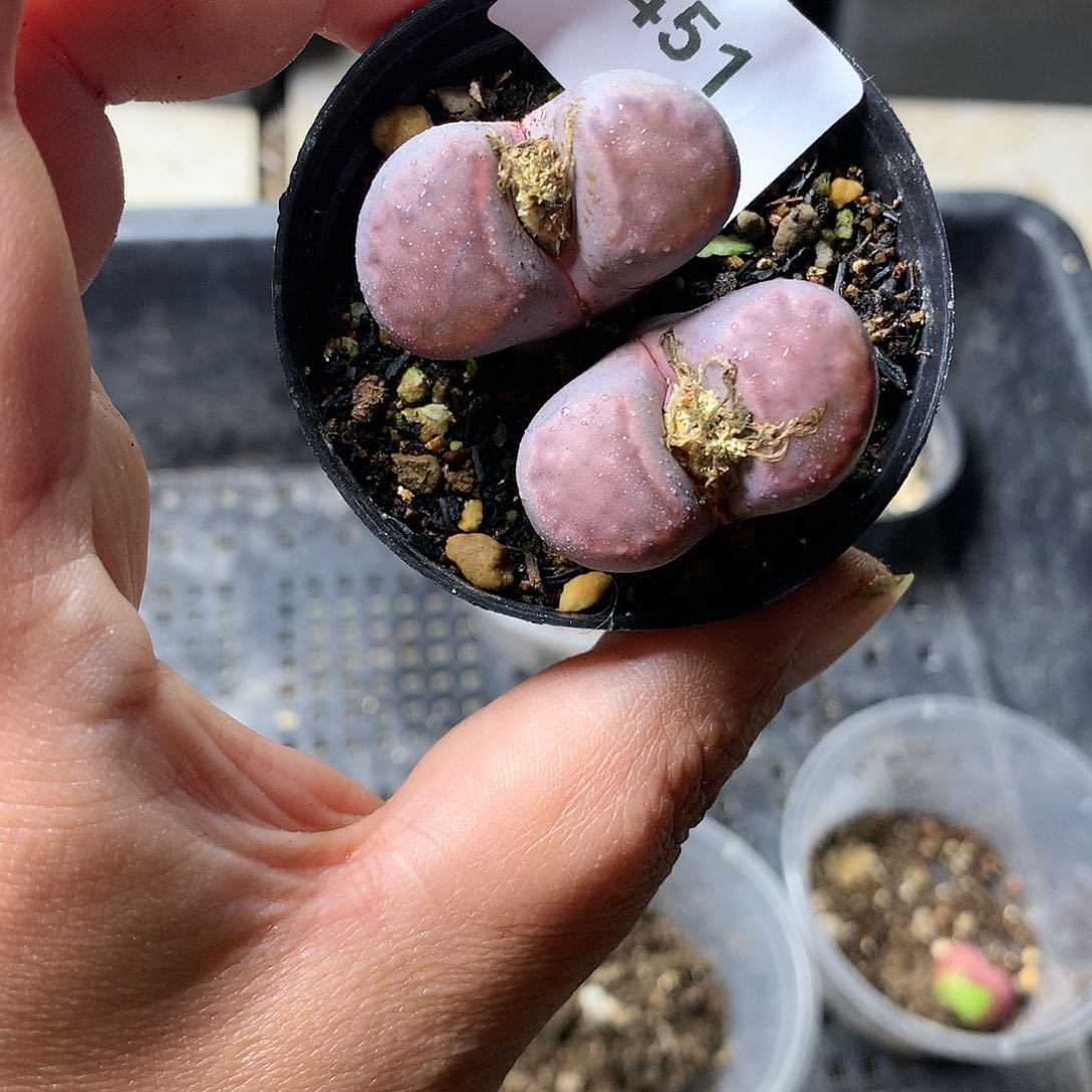 肉*D451多肉植物保护