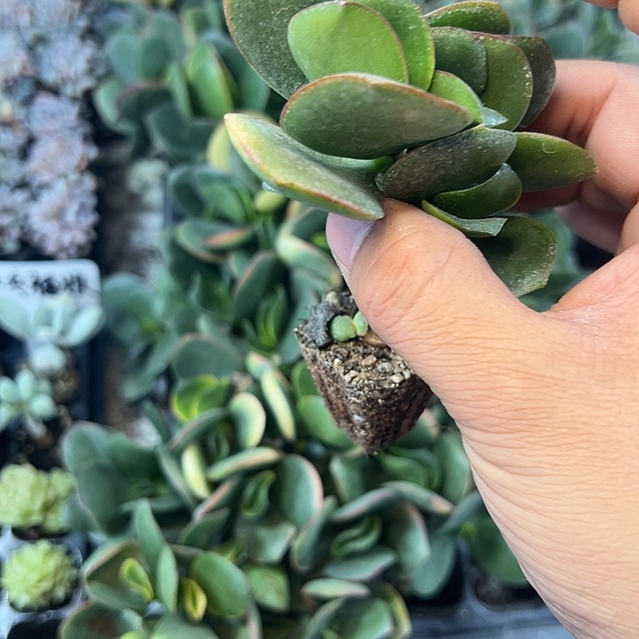 新华月 满10颗包邮
