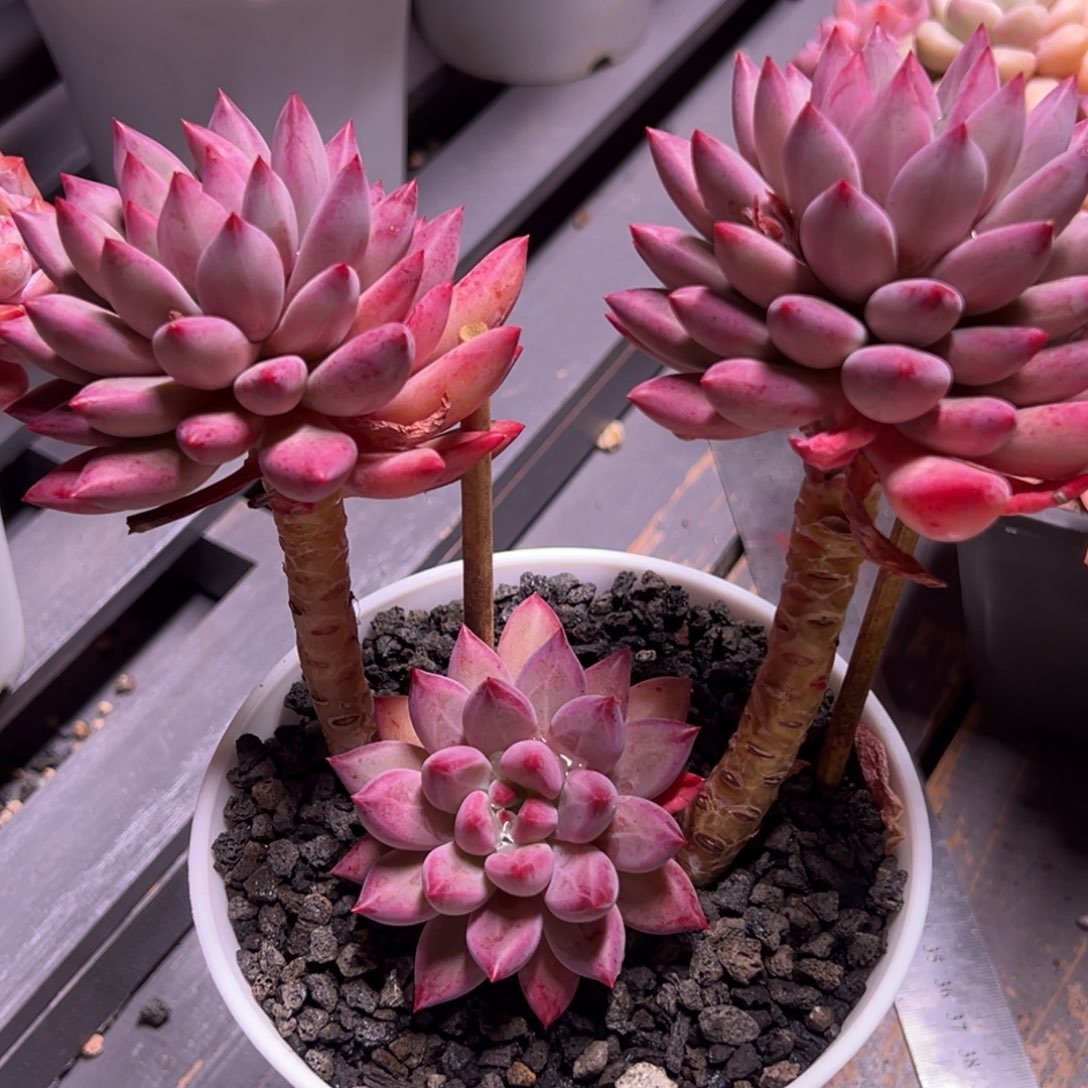 少***帅虞美人多肉植物老桩