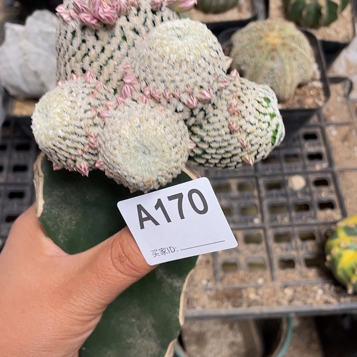 三角架街170号金小店群生