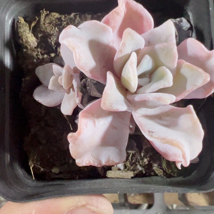 白饺子皮精品多肉