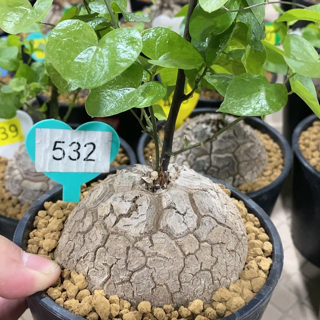 南非龟甲龙龟甲龙