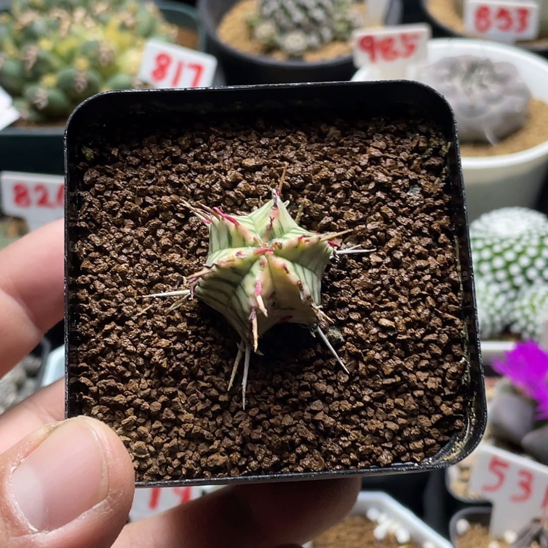 斑马锦大戟 带盆土包邮 微瑕