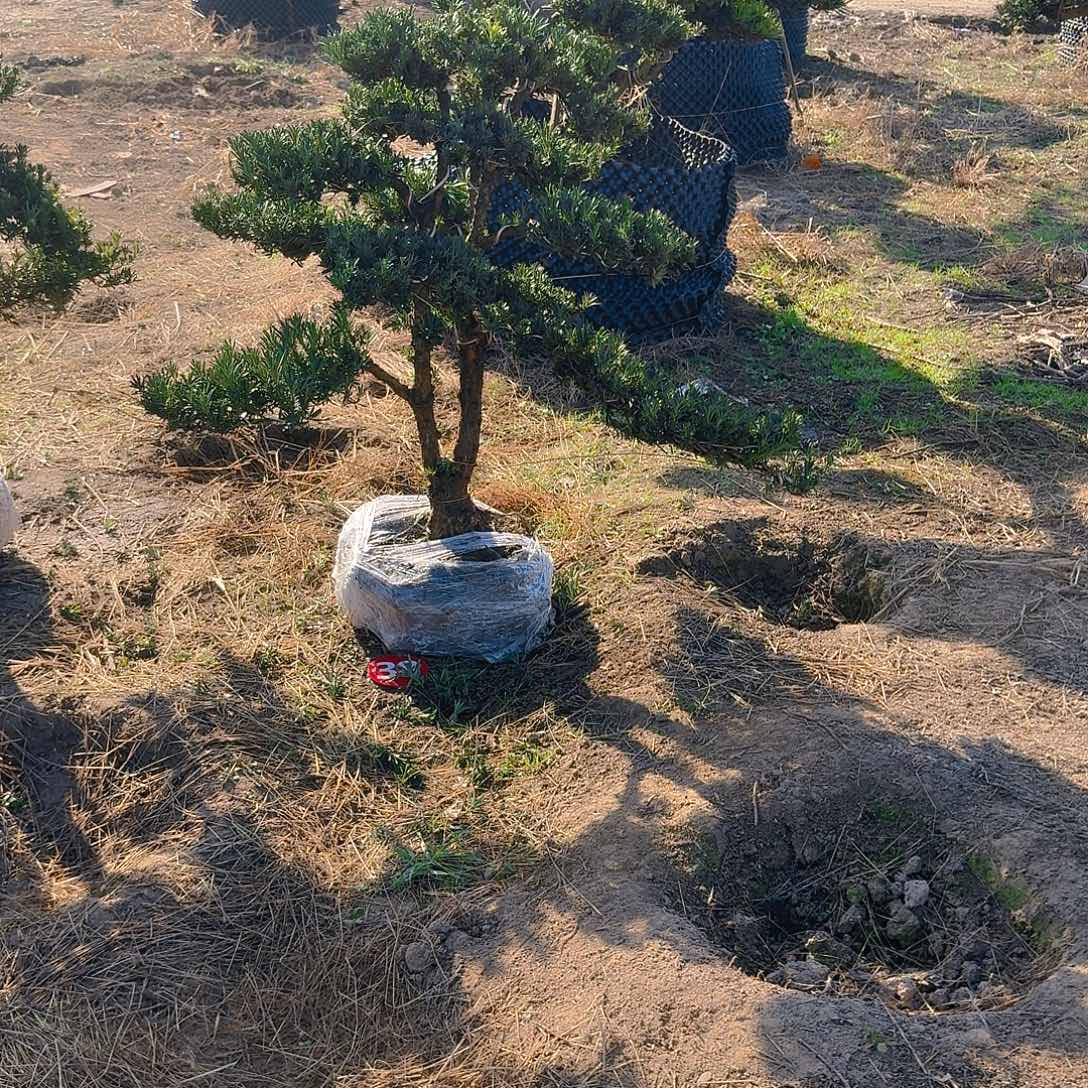 暖***夏完全开放罗汉松基地发货