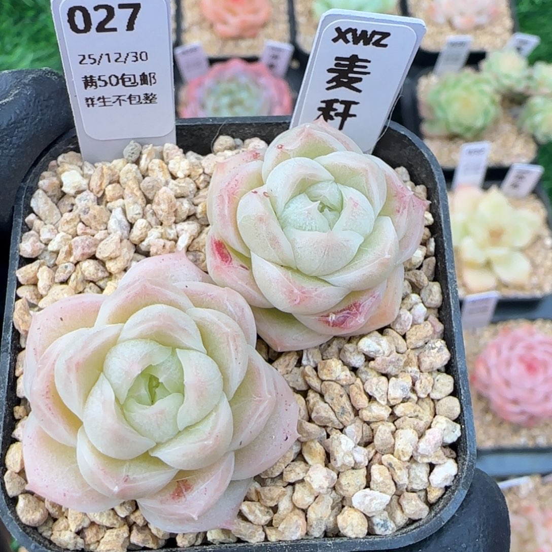 027   麦秆    5厘米盆