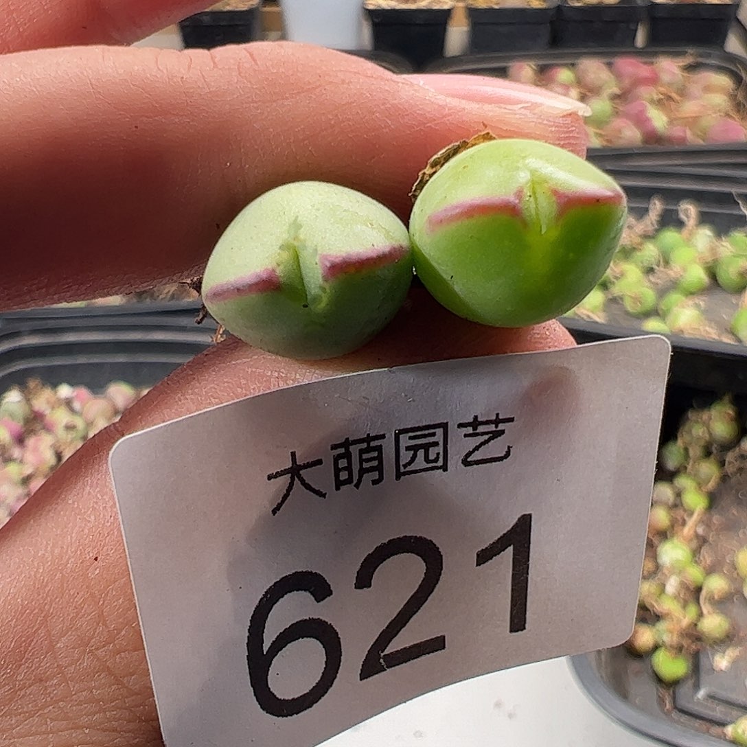 一物一拍正版1414.71皮卡丘621