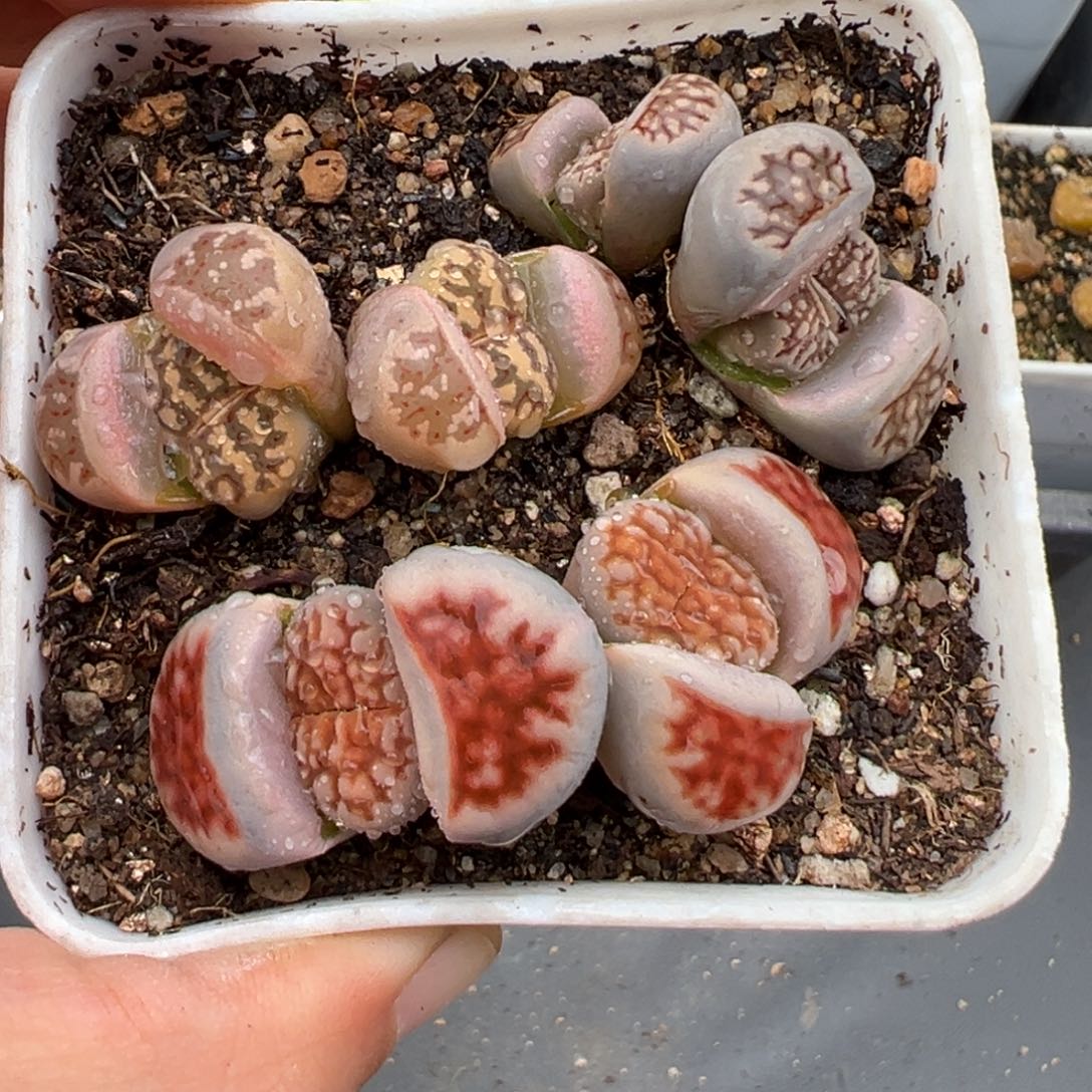 2.7好看的多肉798