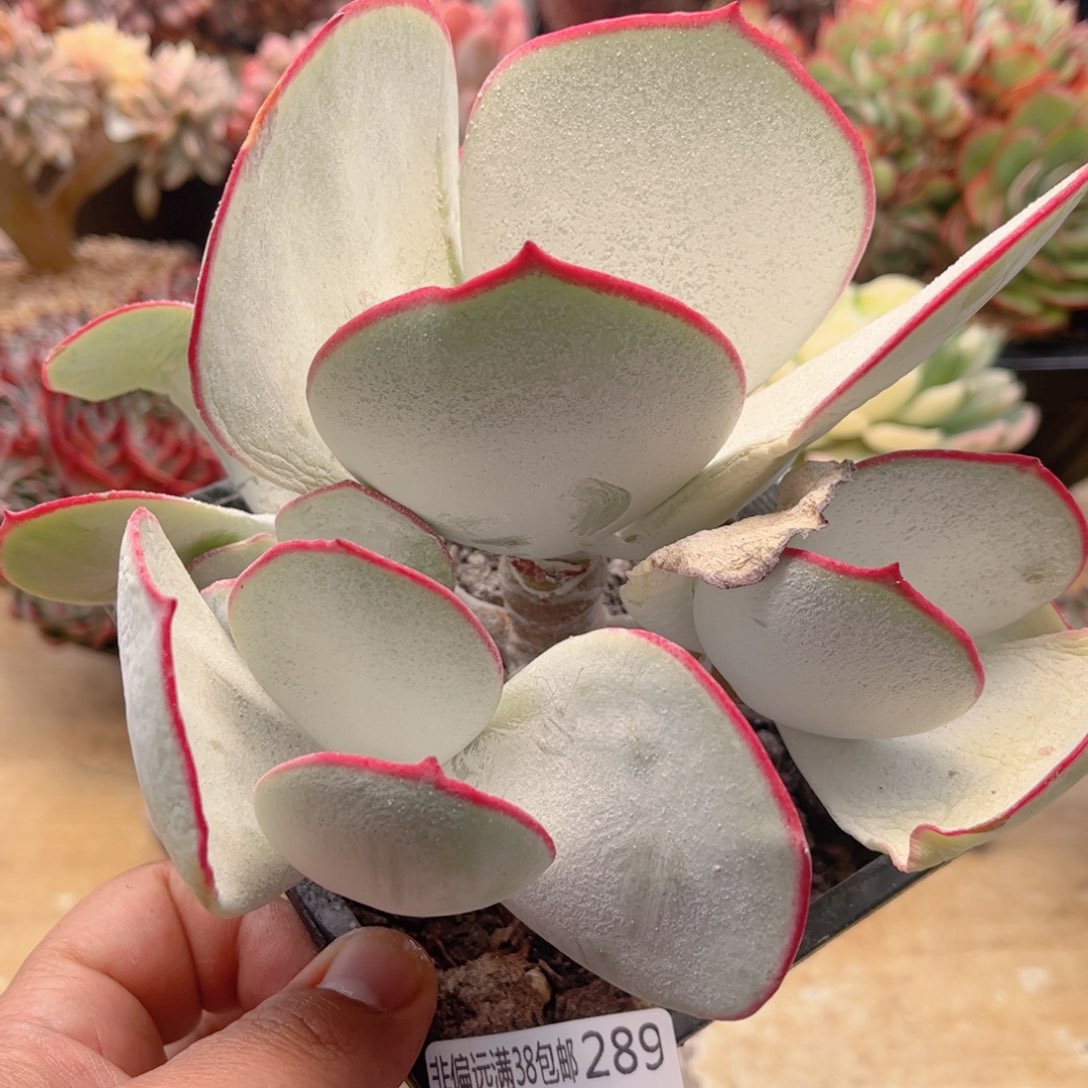 289白眉德华多肉