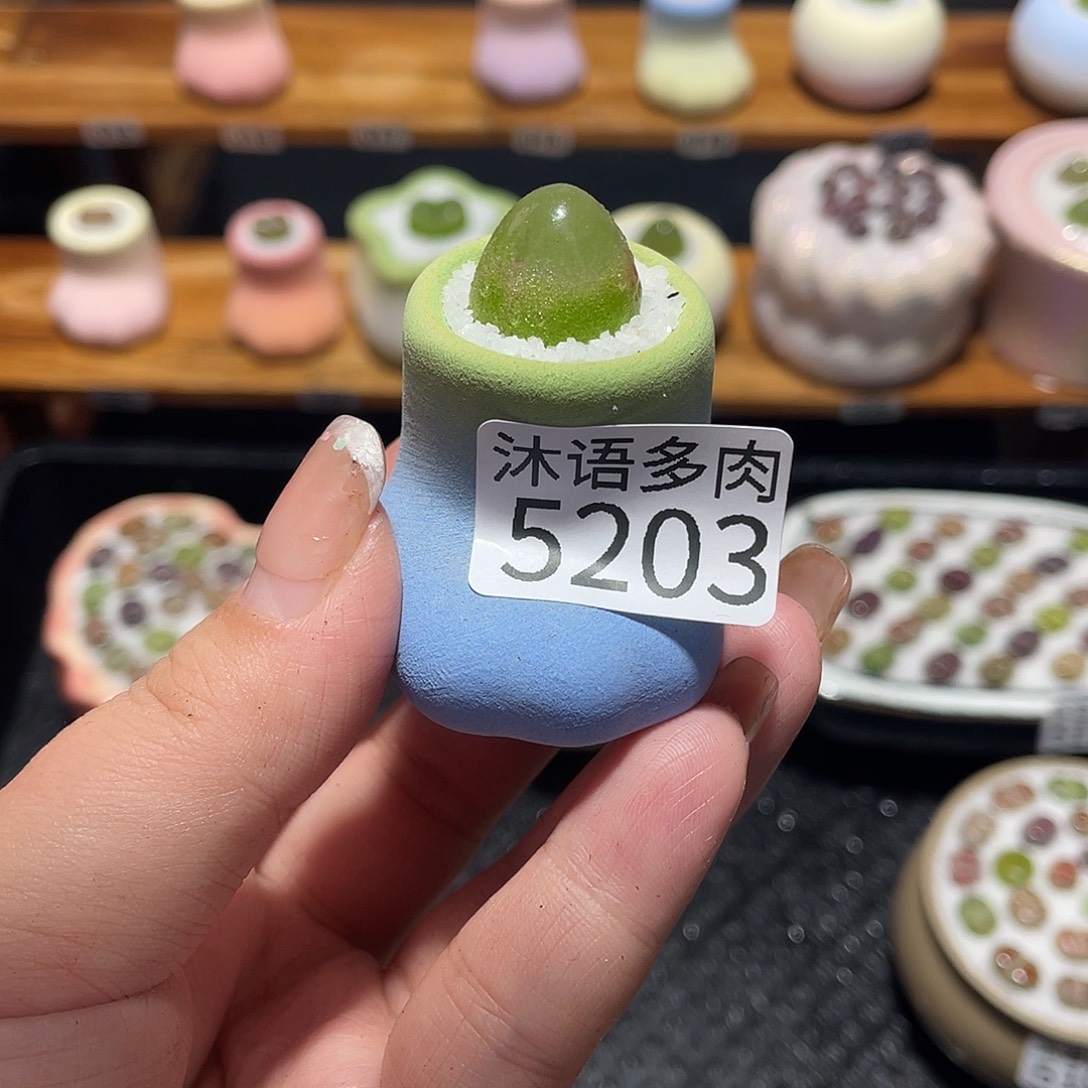 诺***.带盆土植物 一物一拍5203