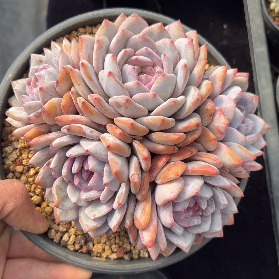 新年快乐 新年快乐