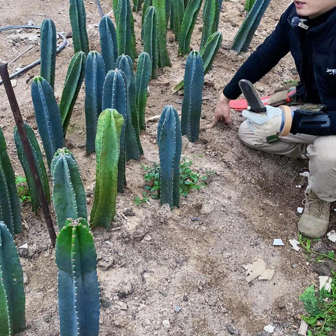 量天尺高度50厘米左右有根量拍