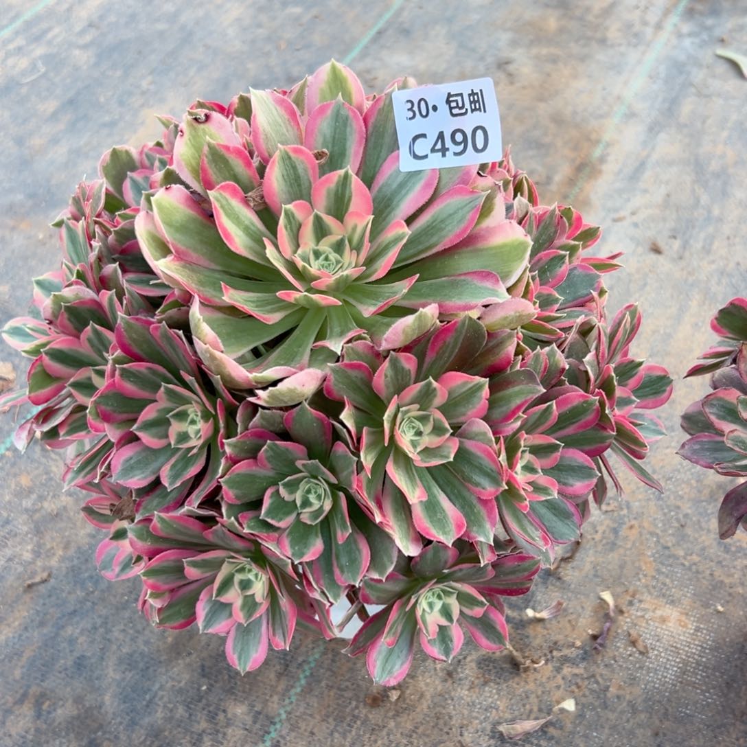 490女郎多肉法师