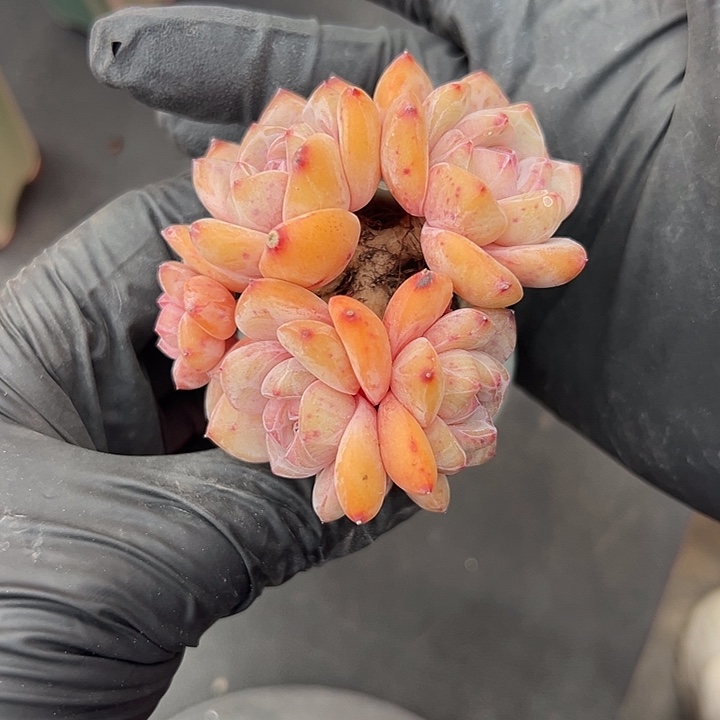 3438，五头星影带盆发的