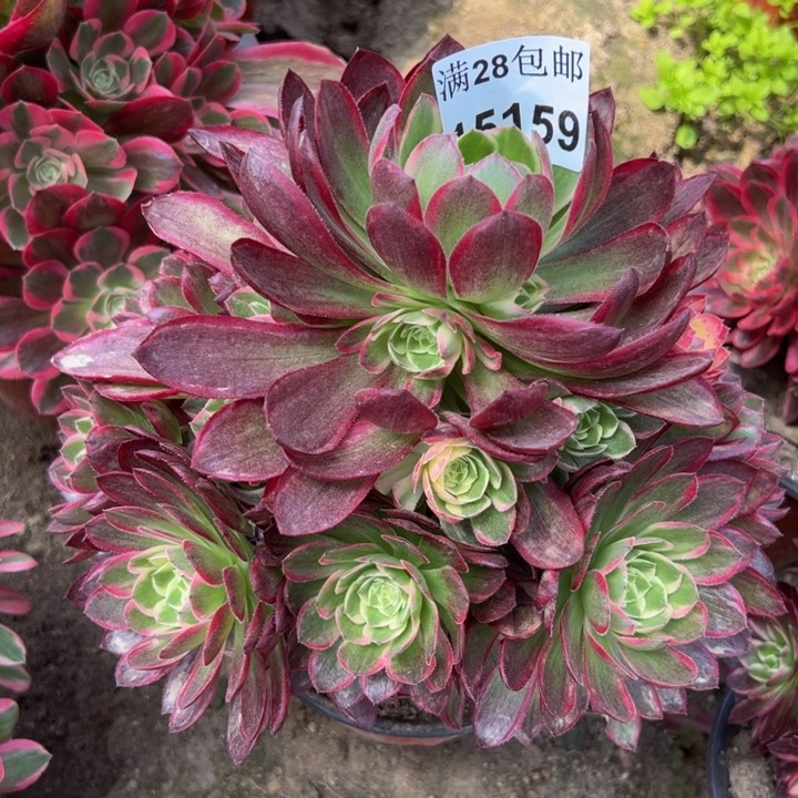 15159海鲜多肉植物