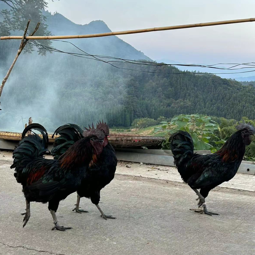 正宗高山土鸡放养土鸡溜达鸡农村土鸡杀好真空包装4-5斤