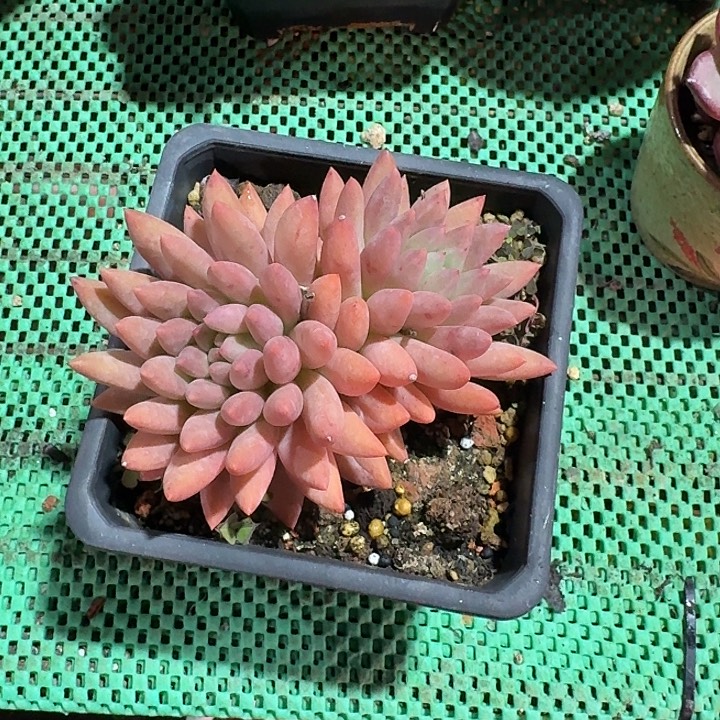 美人多肉植物的生长