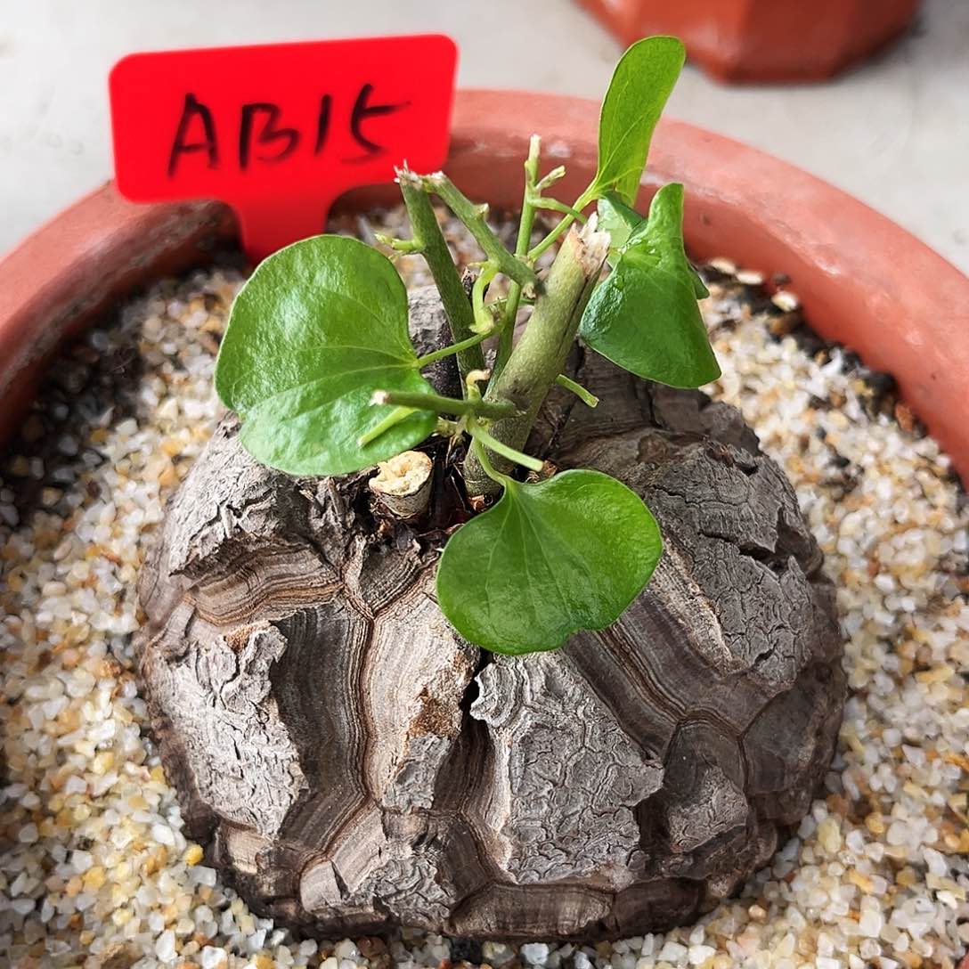潮流植物优选深裂，AB15