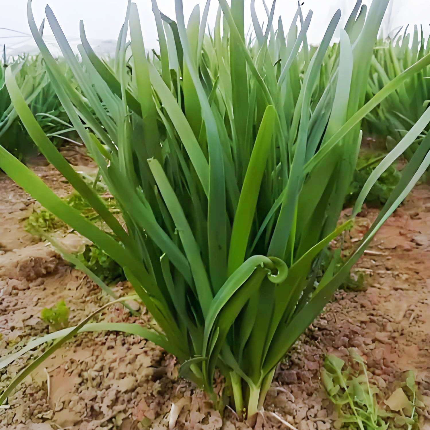 宁夏吴忠市本地安心头茬韭菜新鲜现割