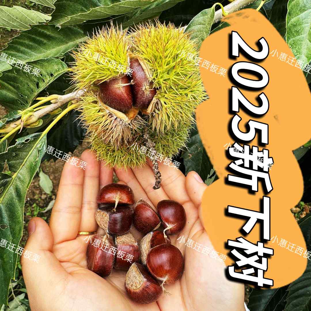 新鲜下树2025正宗迁西板栗3113软糯香甜脆甜（坏果包赔）