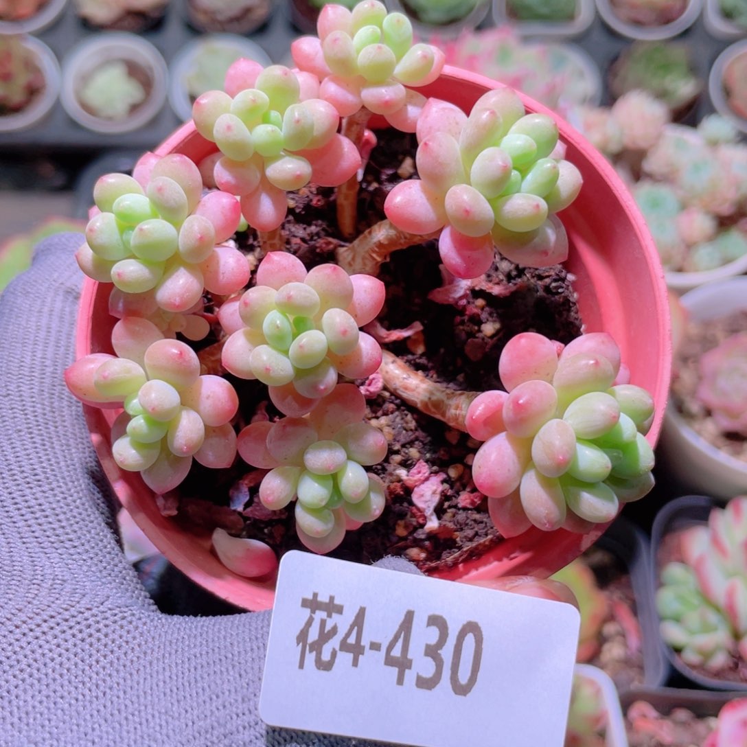 花利美4-430洛可可