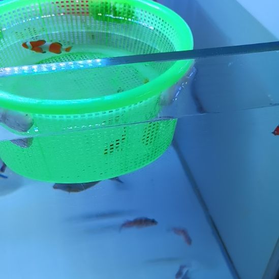 5+公子，4+公子，红龙各一条