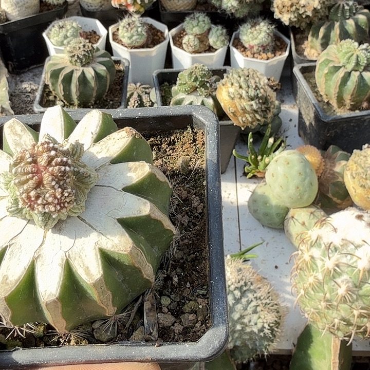 老***了老花龙疑似坠化仙人球