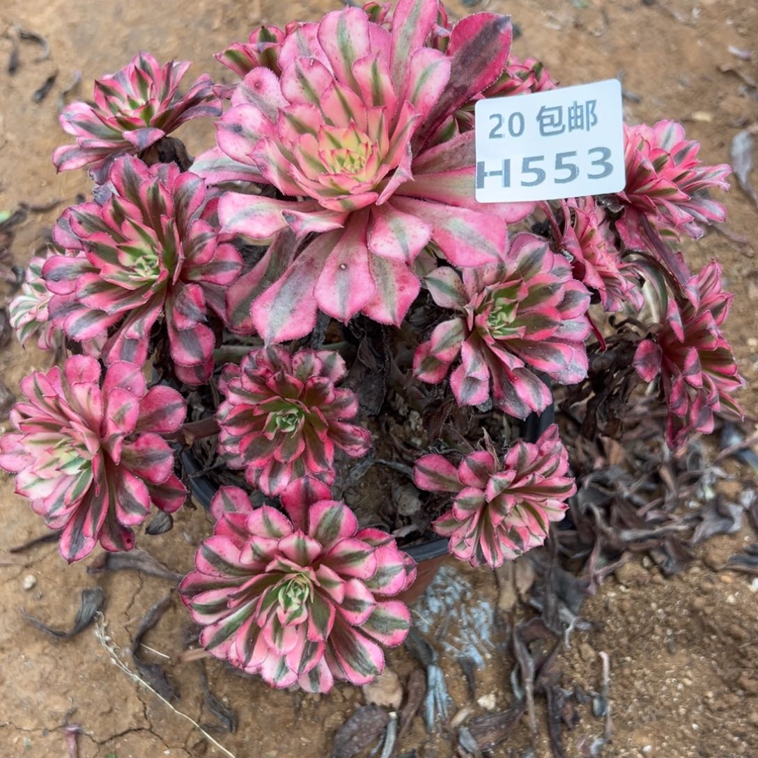 亚***553红铜白，满20包邮