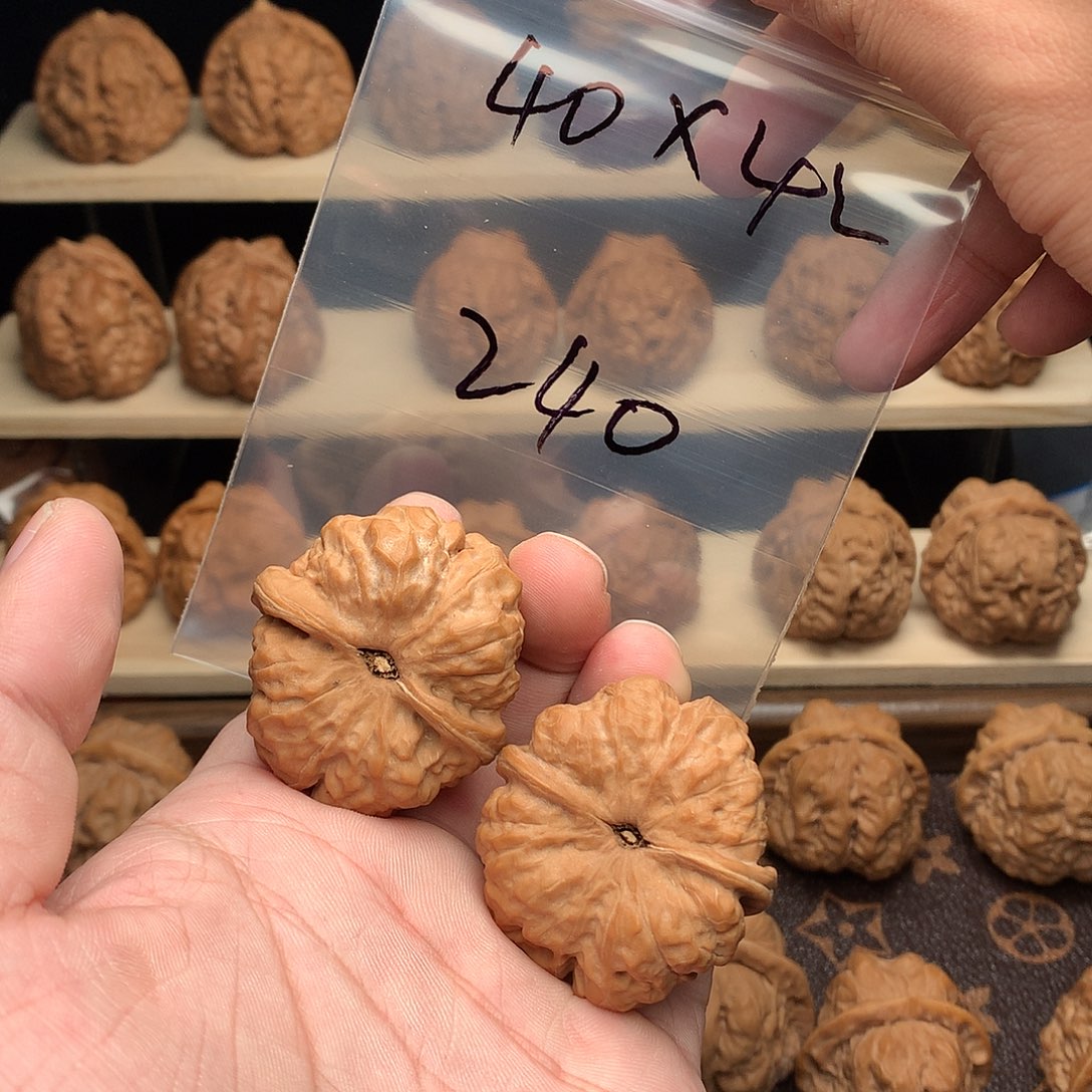 核桃蛤蟆头40边42肚4开背