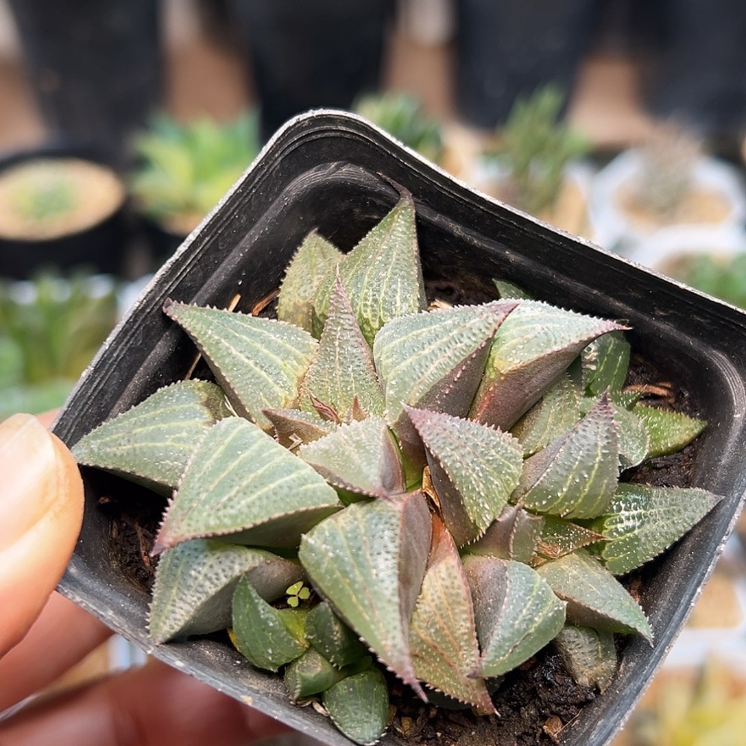 铭品寿硬叶十二卷