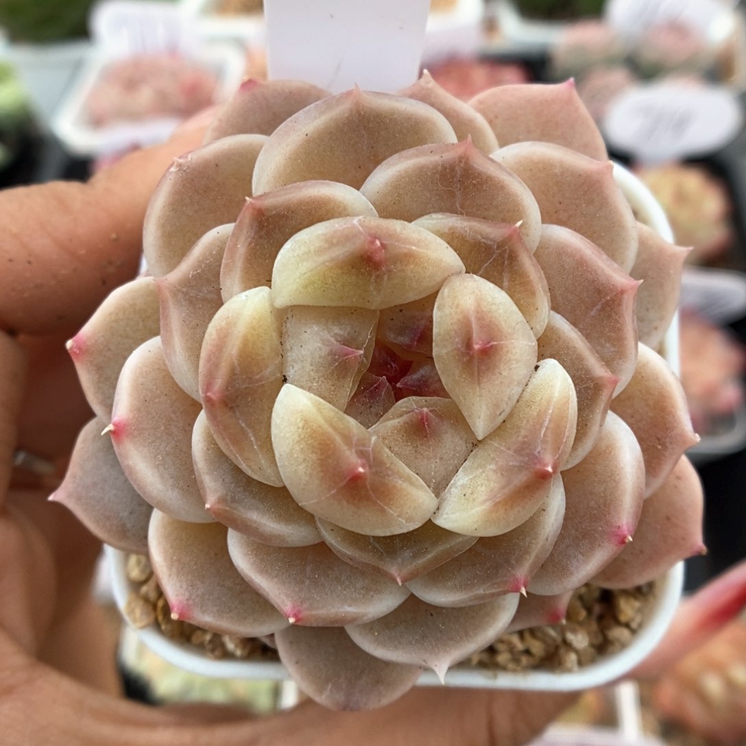 糖心冰魄可拍595号。