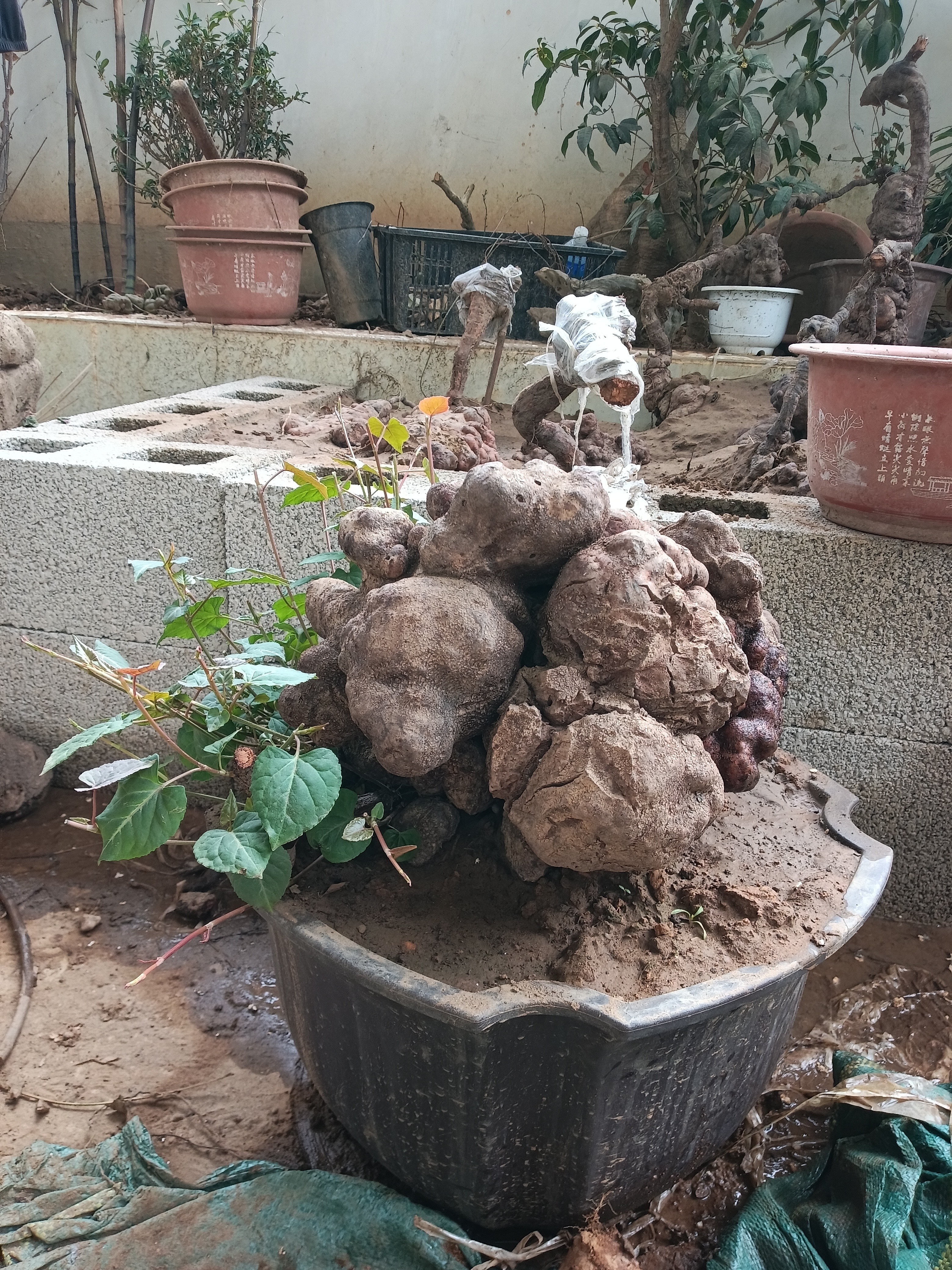 中药盆景盆栽野生精品何首乌何首乌盆栽块根植物正品何首乌盆景