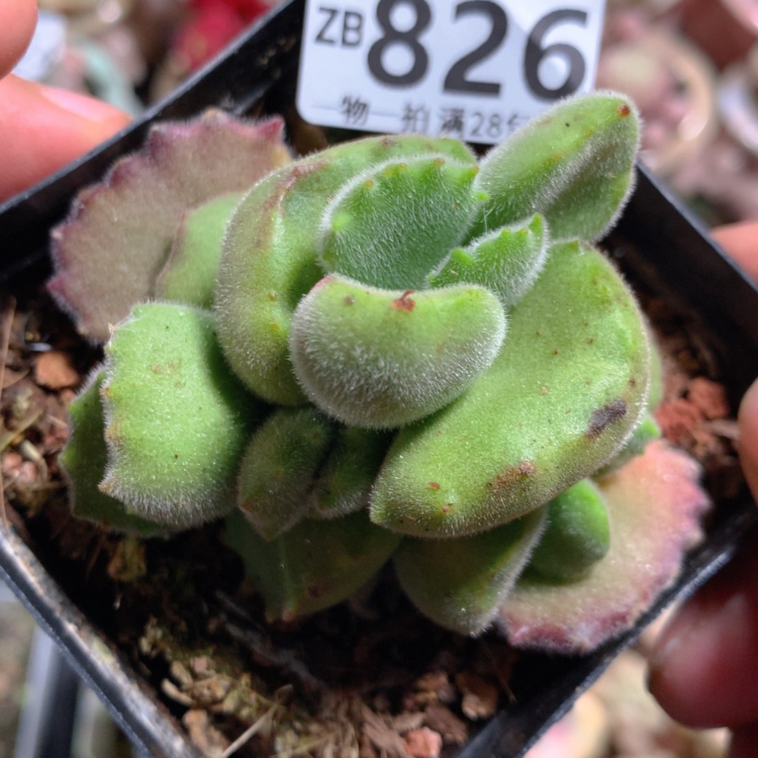 5CM拇指盆精控多肉ZB826