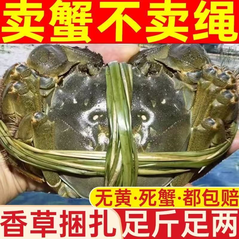 先亏后赚【活蟹】母蟹4两公蟹4两10只鲜活大闸蟹洪泽湖螃蟹鲜活螃蟹