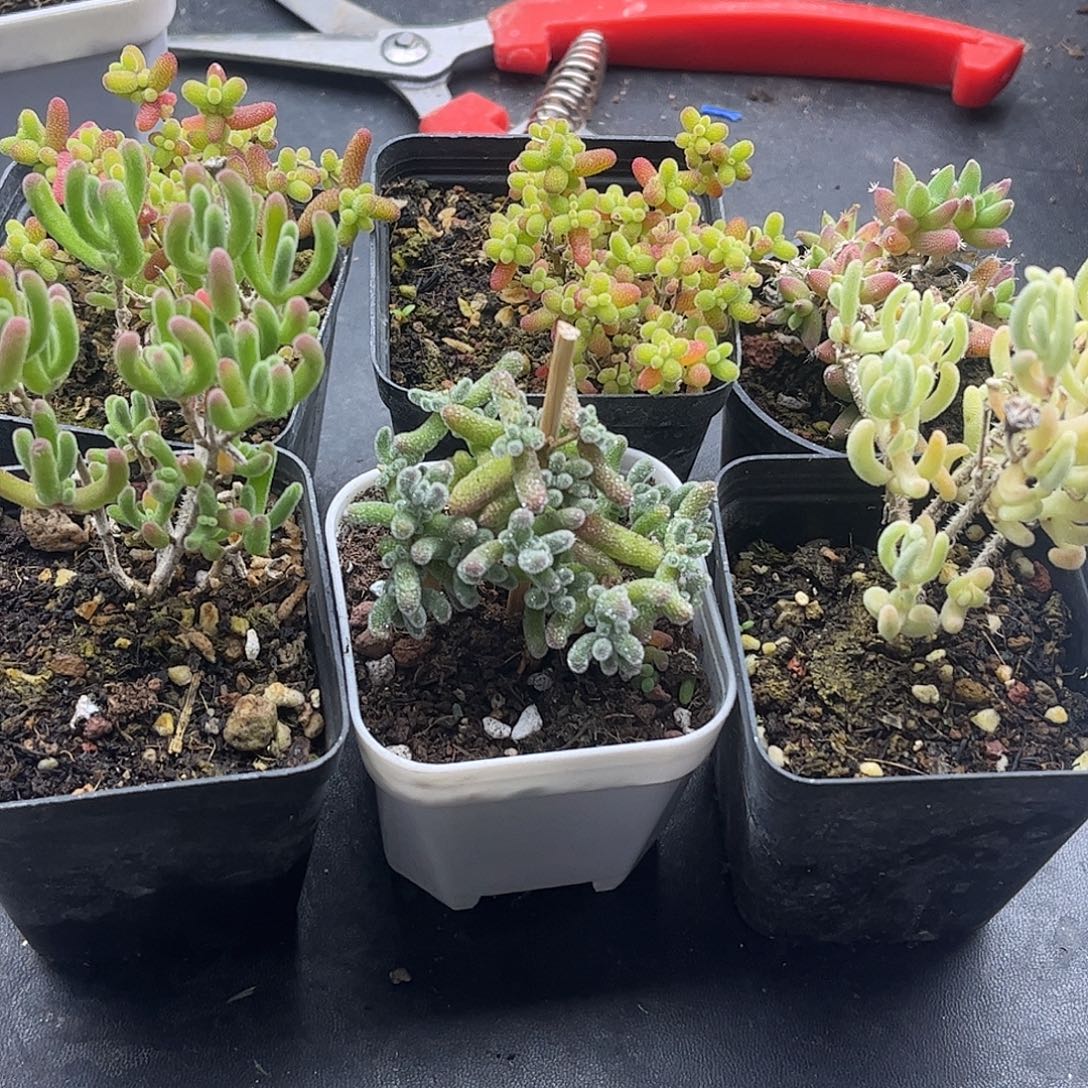 套餐番杏优秀枝干