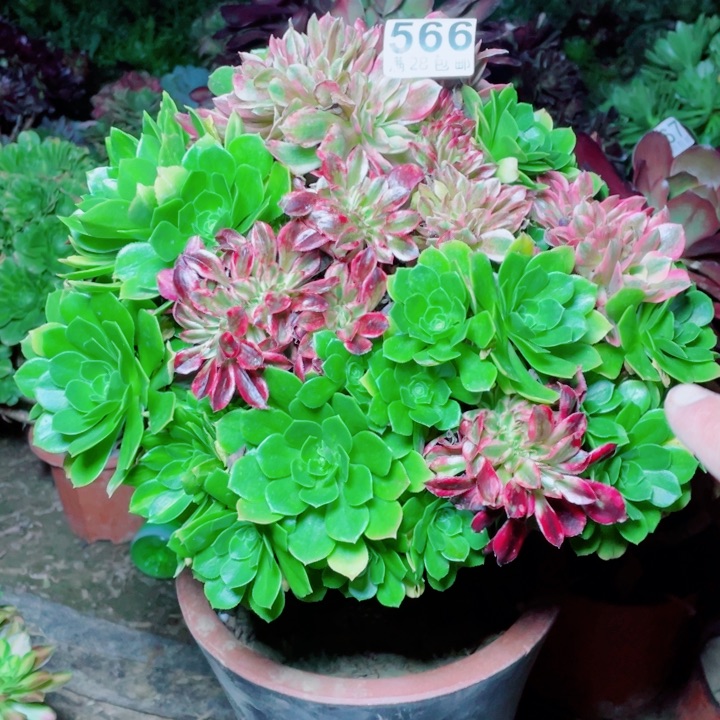 多肉植物组合566